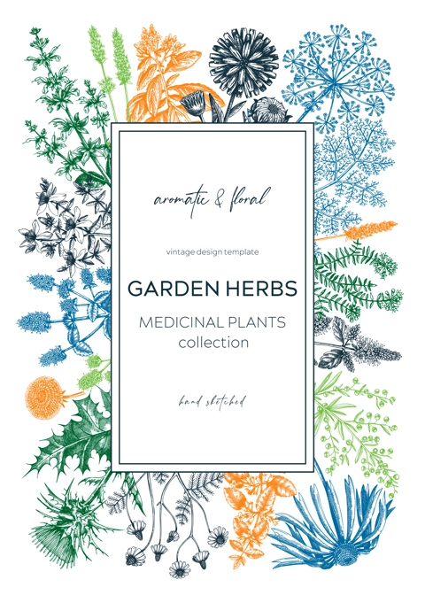 Vintage herb card or invitation. Aromatic plants botanical design. Herbal tea ingredients. Hand drawn medicinal herbs for cosmetics, perfumery, herbal medicine. Floral wreath